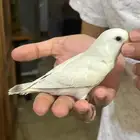 فرخ روز ( مفطوم )