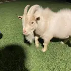 للبيع تيس قزمي أصل عدد 2