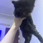 قطط شيرازي