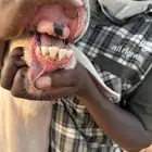 فحل نجدي كفو