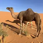 ناقة ساحلية و لحقة هجن