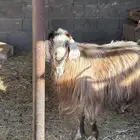 تيس فحل