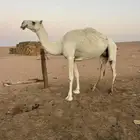 ضروبه وضحا شبب