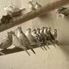 للبيع حمام قماري هولندي