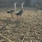 للبيع وز عراقي اصيل