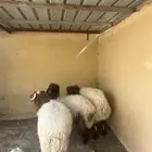 شهور6