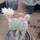صبارات مستورده
