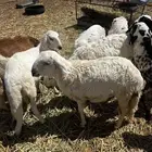 سواكن مرباه