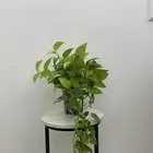 نبته بوتس نوعين