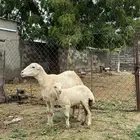 نعجه بلدي فاخرة