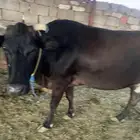 بقرة للبيع