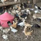 دجاج