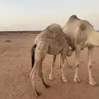 قعود لباني