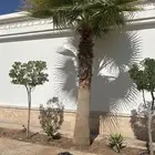 نخله ممتازه