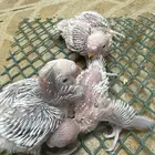 فروخ كروان وفروخ بادجي تحت الغر