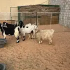 معزا دفيع وحليب