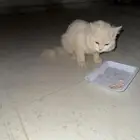 بسه الليفه لقيتها ضايعه