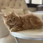 قطط للتبني