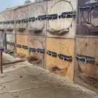 الصبطه حول سد حلي