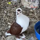 حمام لبناني