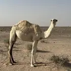 بكره عونيه مفروده حقه