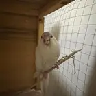 كروان البينو