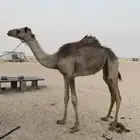للبيع بكره تحقق