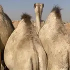 حشو مفاريد طايشه شحم