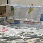 طيور