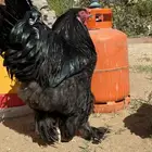 براهما أسود فاخر