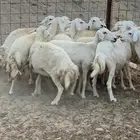 للبيع رخال حريات مقاني