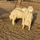 خرفان شحم مقفلات وطرف