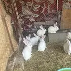 ارانب للبيع