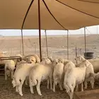 حري ذبايح مناسبات ذبائح ثلاجه يوجد توصيل