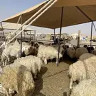 غنم نعيمي طازج وجبر