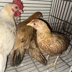 ديك واربع دجاجات