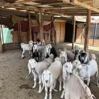 بهم العدد 19 فل