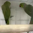 جوز دره هندي