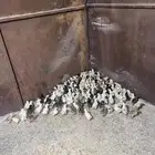 صيصان بلدي