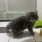 قطط شانشيلا شيرازي