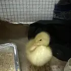 بطه مجان ا العمر 9 ايام