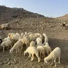 طليان ورخال