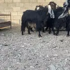 معزا عوارض فاخره