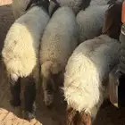 بهم تربيه نعيم عدد 22