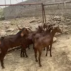 معزا دهم فاخره بالفحل دفيع عدد 5