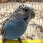 ببغاء البادجي
