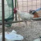 ديك البيع