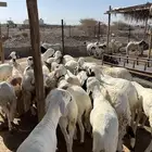 طليان سواكن مرابي