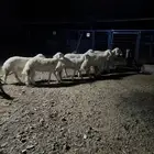 رخال فرش الفحل للبيع