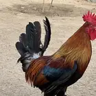 ديك عربي